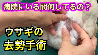 【ウサギの去勢】交尾が1分？手術のメリットとデメリット、病院での様子を紹介