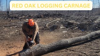 Cutting Red Oak from a loggers scraps with the Stihl 400 c