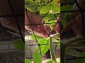 Trying to repair my branch I broke. Also broke another one after the video.