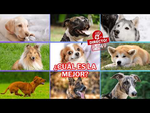 Y las MEJORES RAZAS DE PERROS son... 🥁 ► 🔴DIRECTO # 249