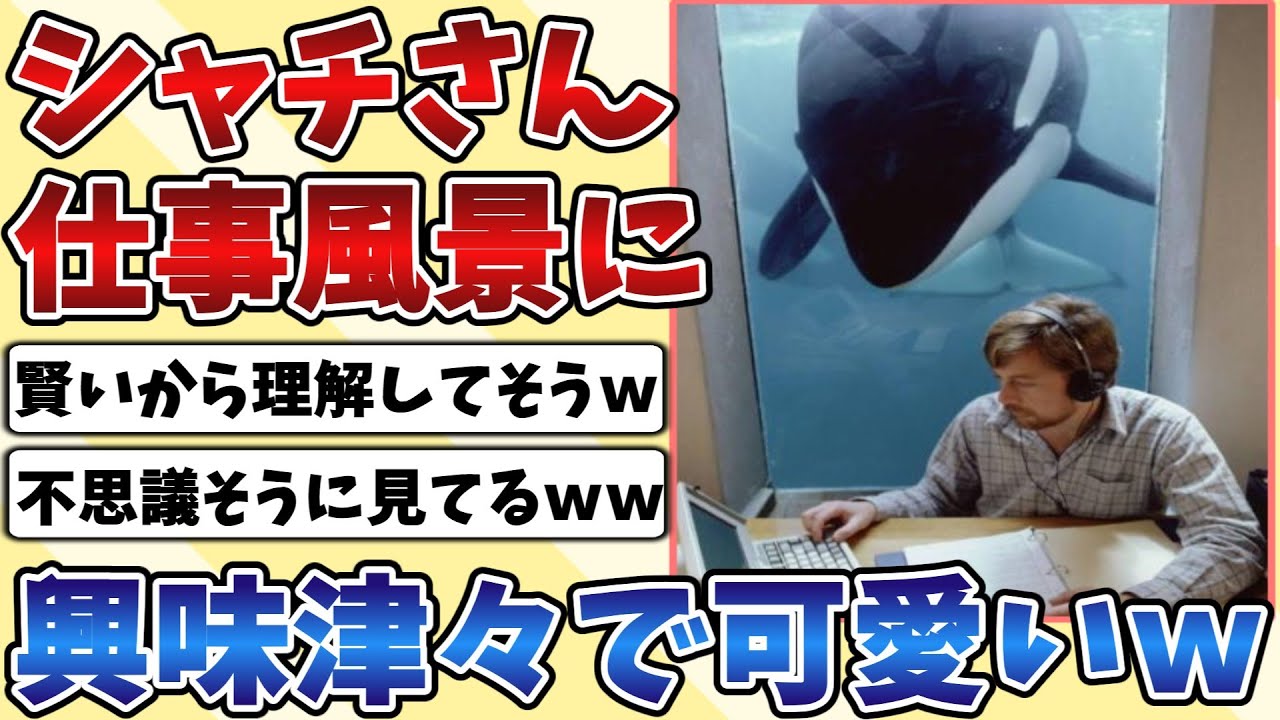 【2ch動物スレ】仕事風景を覗き込む『シャチ』さんが可愛すぎるｗｗｗ