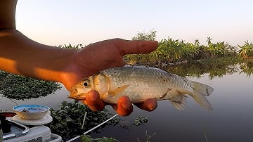 Cận cảnh phao đài câu cá diếc khủng mùa đông nhìn đã mắt