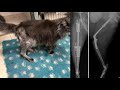 Органосохраняющая операция при опухоли кости у кота с замещением кости 3d протезом