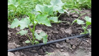 Mathematical modeling of the drip irrigation system