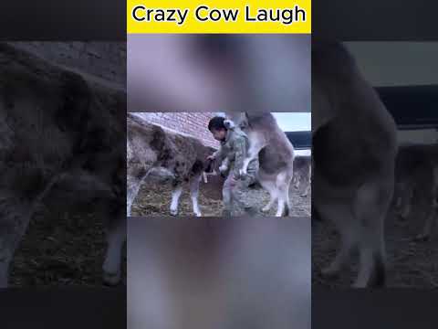 Crazy Cow Laugh Will Make You Laugh Too! 😂🐄 | Funniest Animal Ever