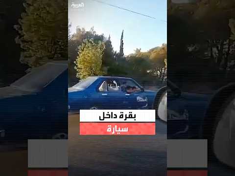 في مشهد طريف وغير مألوف فيديو لبقرة داخل سيارة على طريق البترون في لبنان