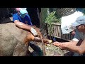 Pertolongan sapi Limosin mengalami kesulitan melahirkan (distokia)