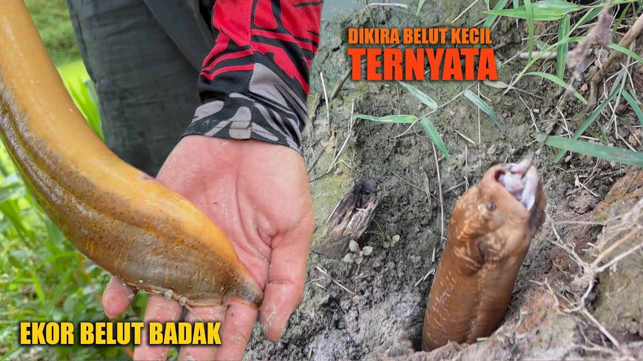 HATI-HATI MANCING BELUT DISINI BISA MENYERANG MENTAL