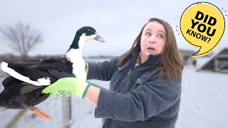 Do DUCKS have TEETH?!  & Other things you never wanted to know about Ducks (BUT TOTALLY SHOULD)