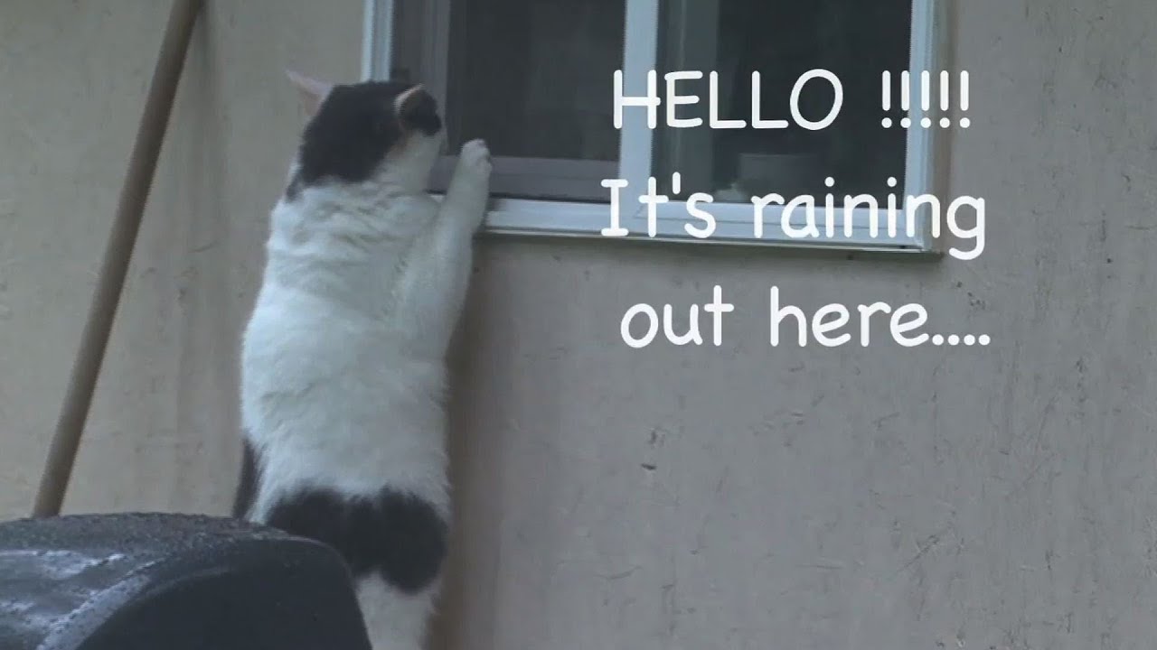 Funny Cat Caught In The Rain Milo The Wonder Cat Youtube