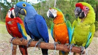 Canto da Arara Canindé, Arara Azul, Arara Vermelha, Canto para Amansar Arara
