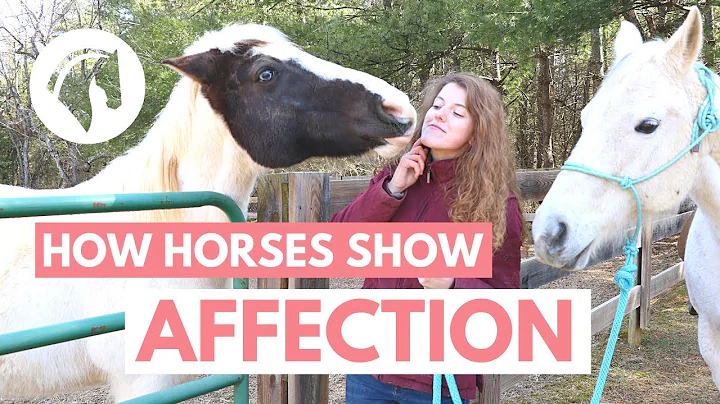 How Horses Show Affection to Humans - DayDayNews