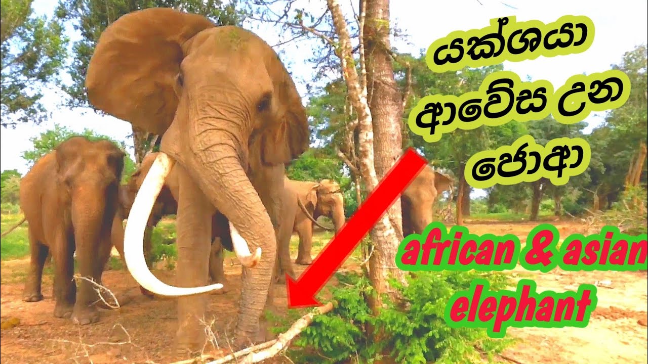 asian & african elephant attack / අලින්ගේ දවල් කාලය ගෙවෙන හැටි #wildelephantattack #srilanka