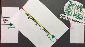 The Cre-Lox Recombination System: Inversion
