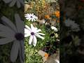 #life #любовь #цитаты #flowergarden #nature #цветы #ятебянайду