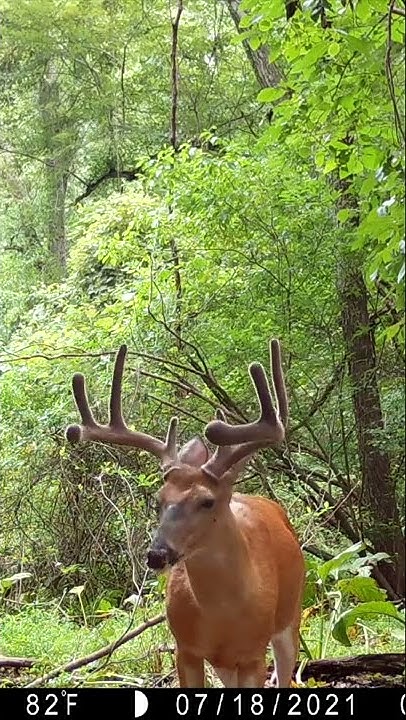 big-tine-deer-feed-attracts-big-velvet-whitetail-buck-youtube