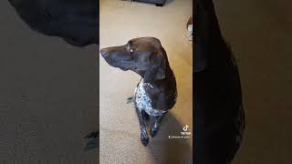 German Shorthaired Pointer reacts to sounds #shorts #gsp #dogsoundreaction