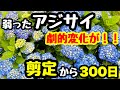 ■アジサイの剪定🌱『あれから300日』どっなった⁉️