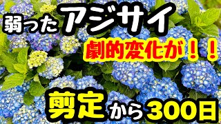 趣味の園芸やっちゃんねるの年収 収入はいくら Youtube ユーチューブ