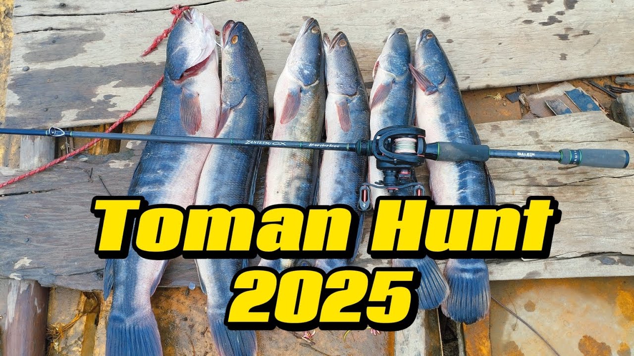 Toman/giant snakehead Hunt 2025. Hindi ka talaga ma zezero sa spot na ito. Featuring Bullzen bc rod.
