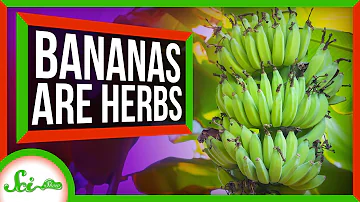 Why is a banana classed as a herb?
