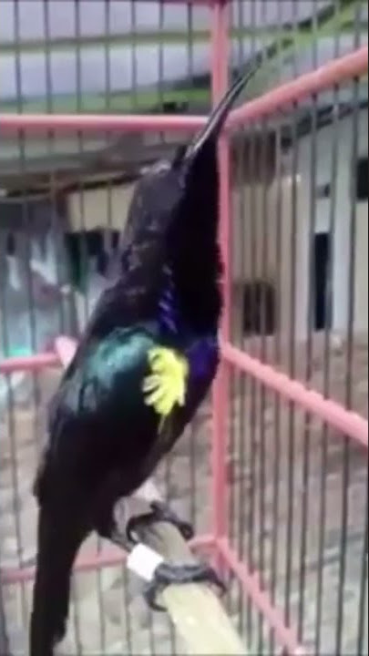 King Konin gacor ngobra #short #shorts #gacor #shortvideo #subscribe #konin
