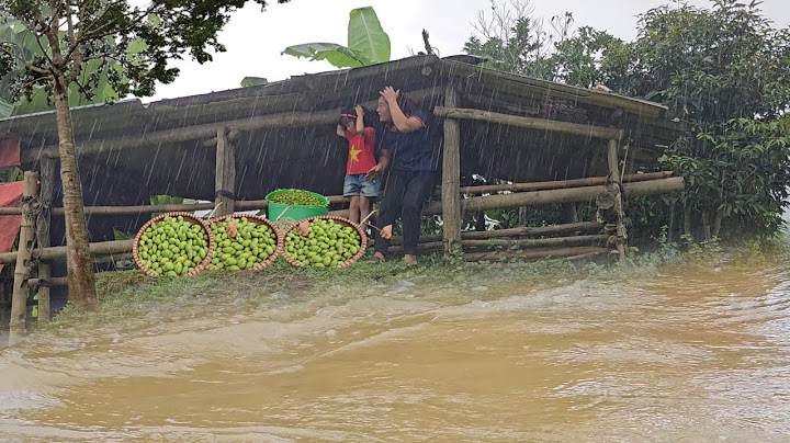 mother and daughter picked up tree branches and threw canarium fruits to sell sudden heavy rain