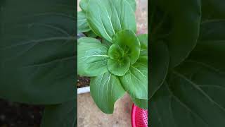 Growing bok choy at home has never been easier