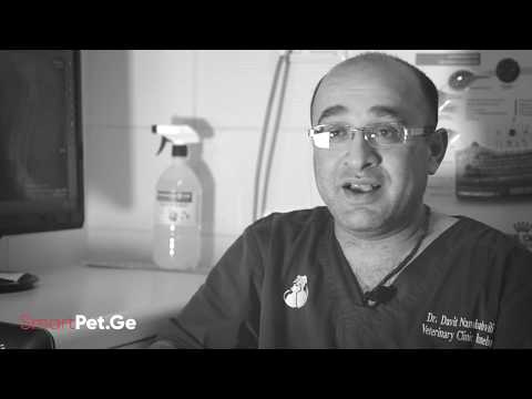 სმარტ პეტის 1 წუთი - ცოფის პრევენცია