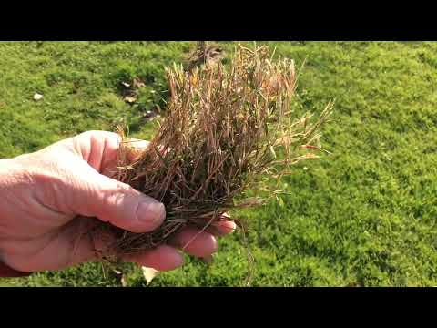 Wideo: Wygięte pędy trawy - trawnik dla leniwych