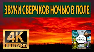 Звуки сверчков ночью в поле, звуки природы для крепкого сна, от бессонницы