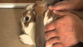 うさぎにとって気持ちいい場所 ツボはどこ マッサージの方法は ウサギの飼い方 Com うさぎにとって気持ちいい場所 ツボはどこ マッサージの方法は ウサギの飼い方 Com