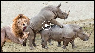 Thank God ! Mother Rhino save baby new born from Lion hunts - Leopard vs Warthog