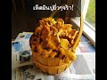เก็บเห็ดมันปูเวอร์ๆที่อเมริกาจร้า! Hunting Chanterelle mushrooms in Washington State