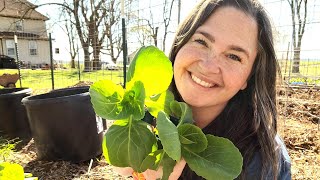 Planting Before Your Last Spring Frost: Onions, Broccoli, and Cauliflower by 6 Hearts on 6 Acres 228 views 2 months ago 18 minutes