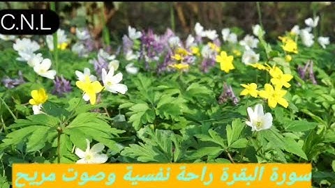 سورة البقرة راحة نفسية وصوت مريح جدا ❤️The holy quran Karim Surat Al baqara and beautiful voice