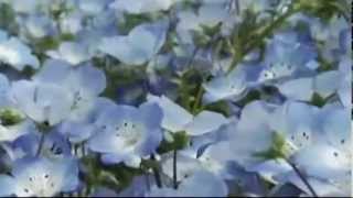 Secret Garden- Нежность души...