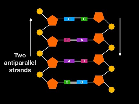 A1.2.6 DNA as a double helix