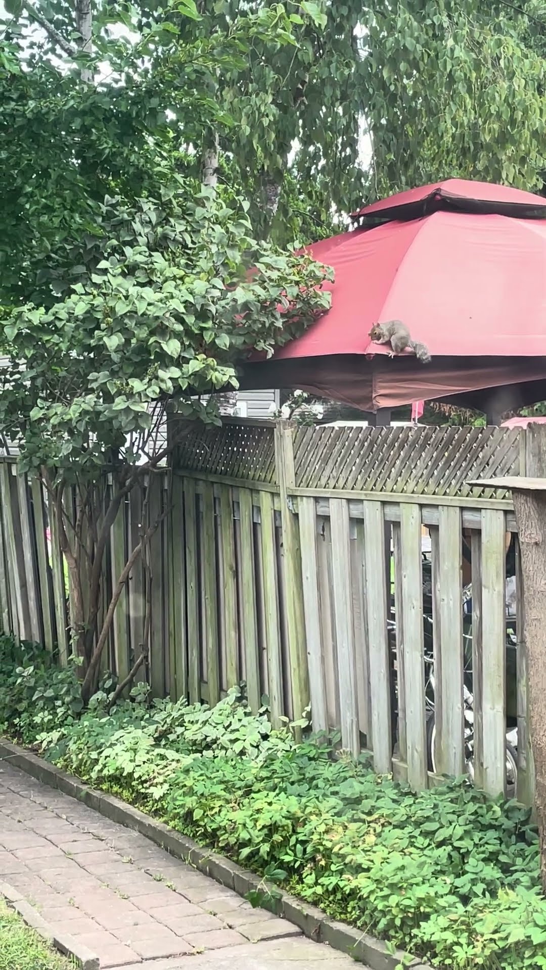 Squirt Is the Only Squirrel Who Can Still Get Into the Bird Feeders || ViralHog