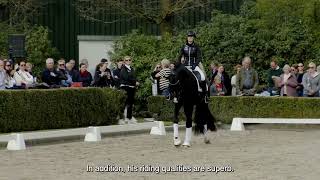 Van Olst Horses Nacho stallionshow 2023