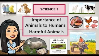 SCIENCE Q2Week3 Importance of Animals to Humans and Harmful Animals Lesson2  - YouTube