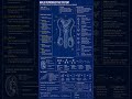 Male Reproductive System