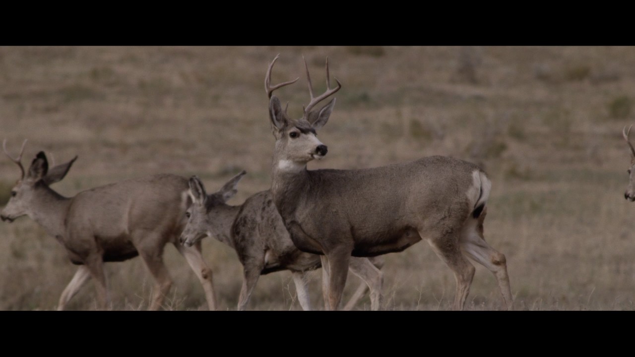 HARVESTED: The Payoff featuring Shorty Gorham