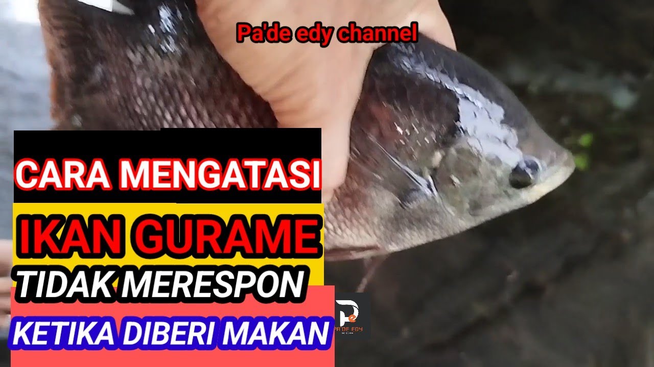 Budidaya ikan gurame // Cara mengatasi ikan gurame tidak merespon ketika diberi makan 