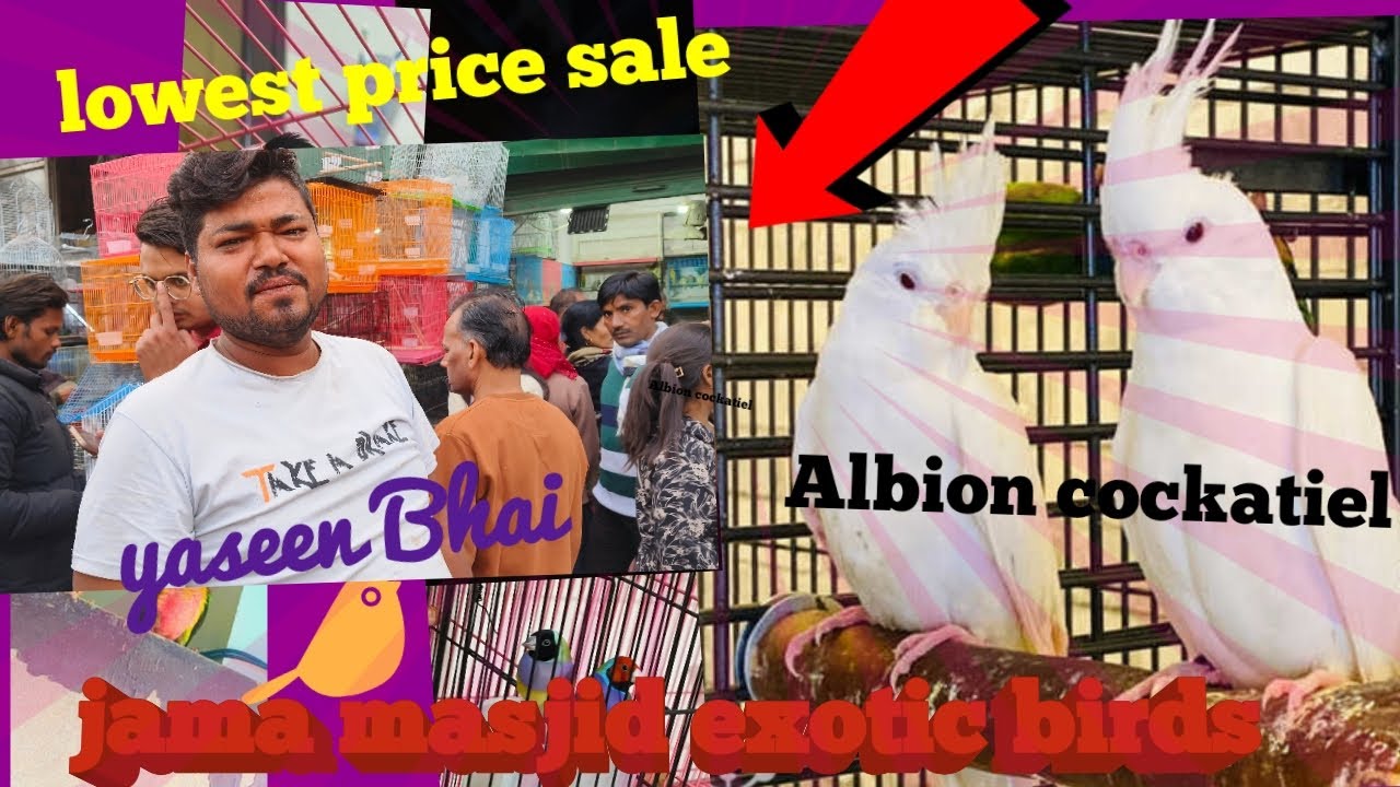 jama masjid lal qila Delhi bird market/cheapest bird at old delhi/azad