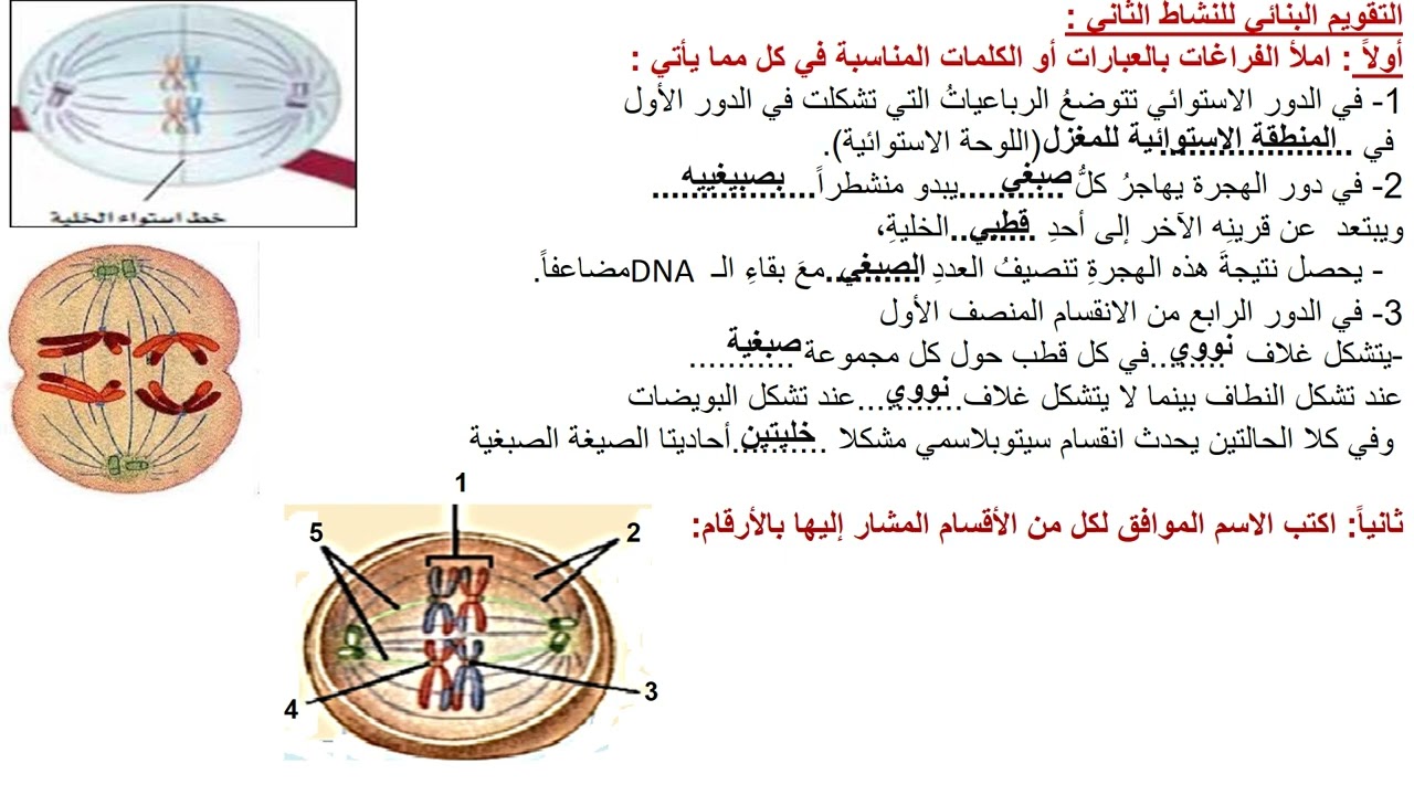 القسم الثالث من درس الدارة الخلوية(الإنقيام المنصف) للصف الحادي عشرsouadtahan@