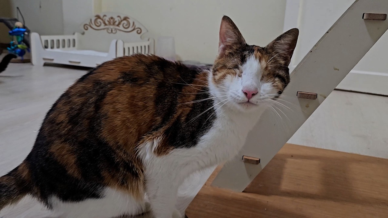 Дом, где особенные кошки забывают о своих ограничениях и живут в счастье.