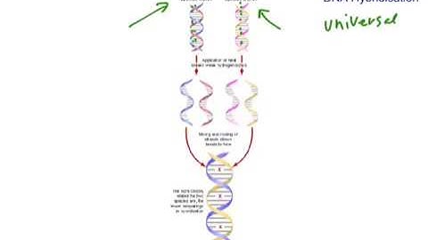 DNA hybridisation