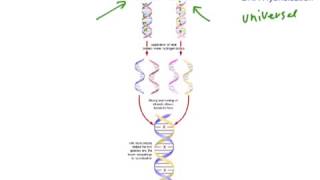 DNA hybridisation