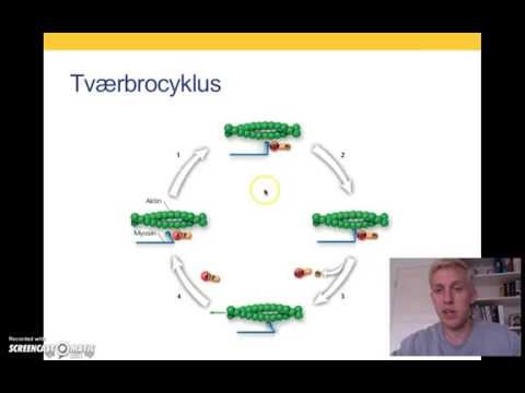 Video: Alt Hvad Du Behøver At Vide Om Koncentriske Muskelkontraktioner